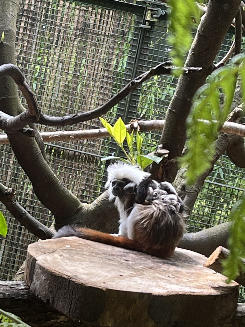 Baby cotton-topped tamarins 8.6.24