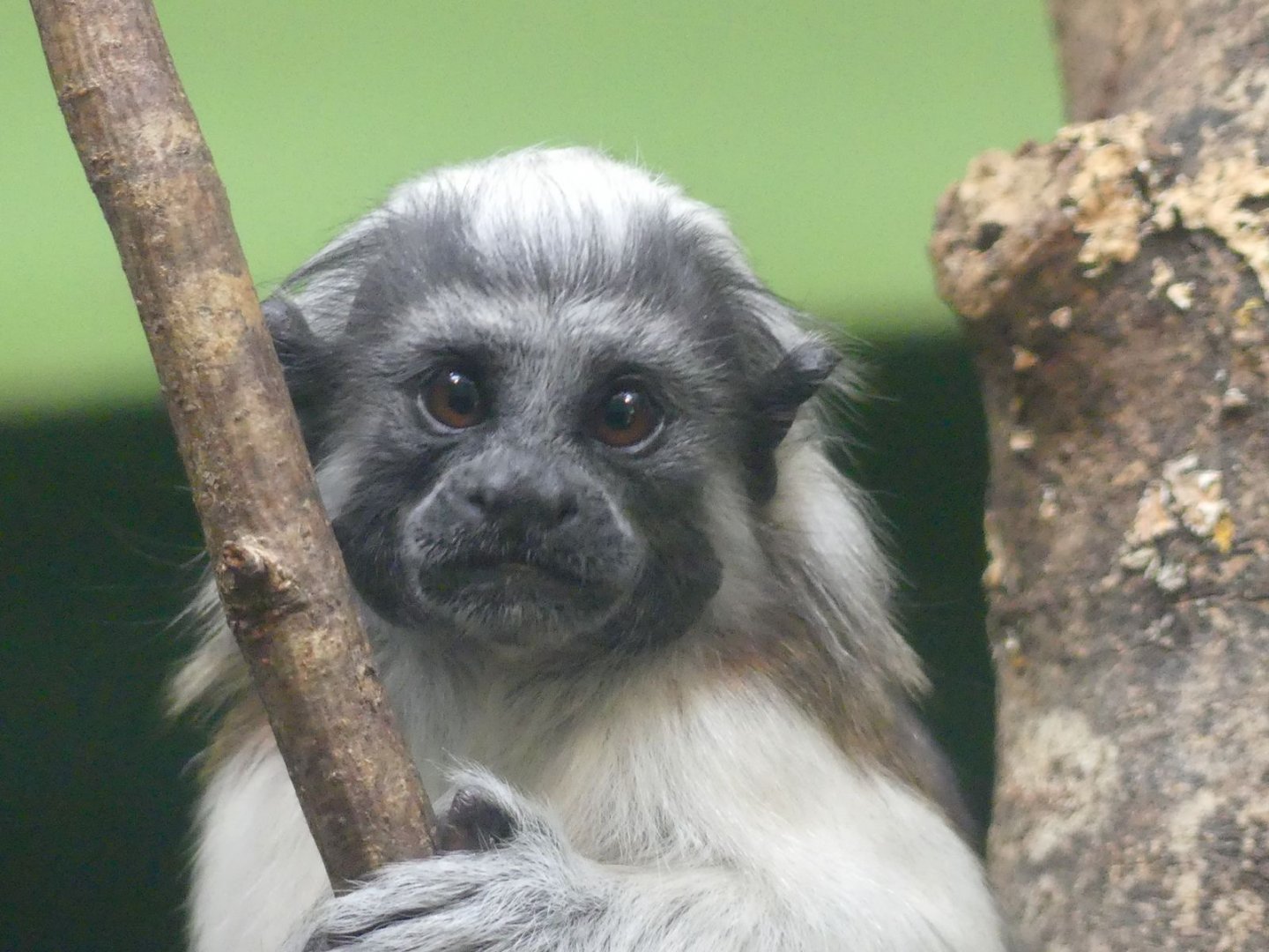baby Cottontop Tamarin - 11.07.25
