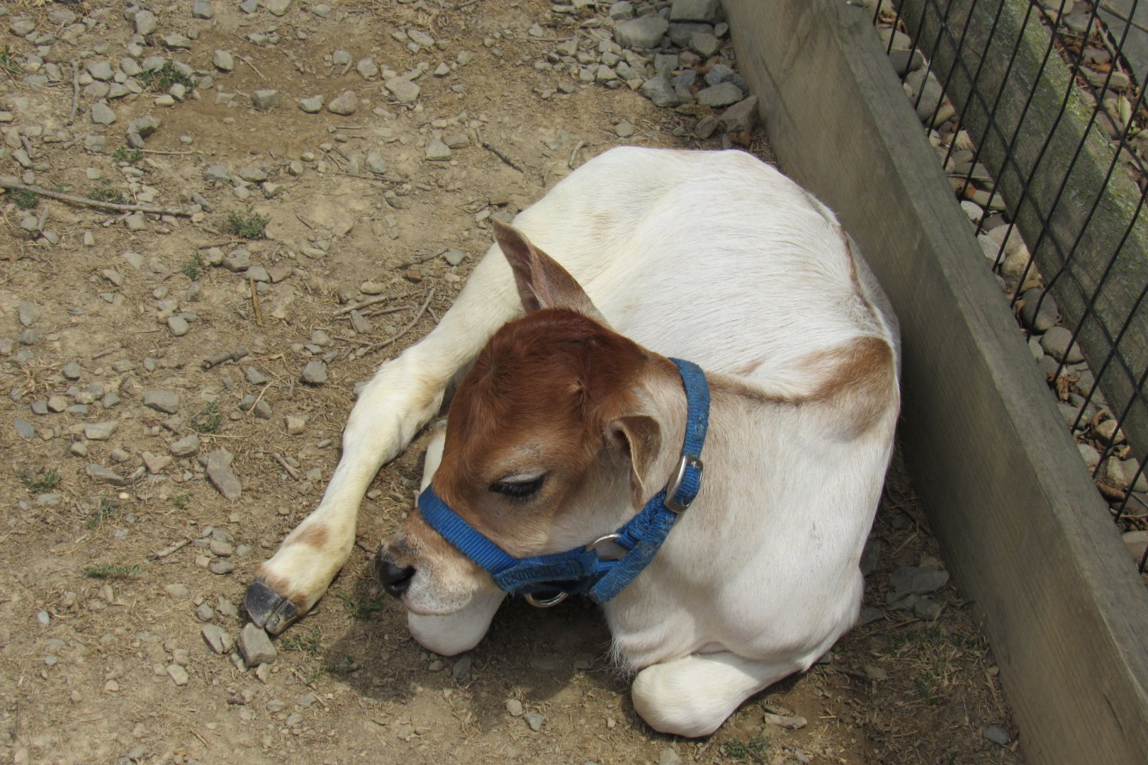 baby cow