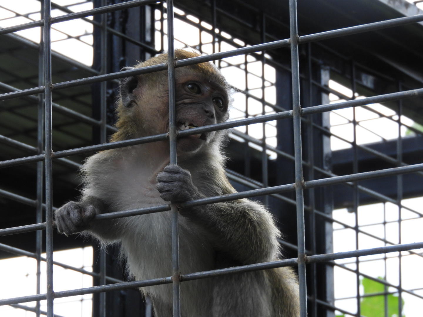 Baby Crab-Eating Macaque (Macaca fascicularis)