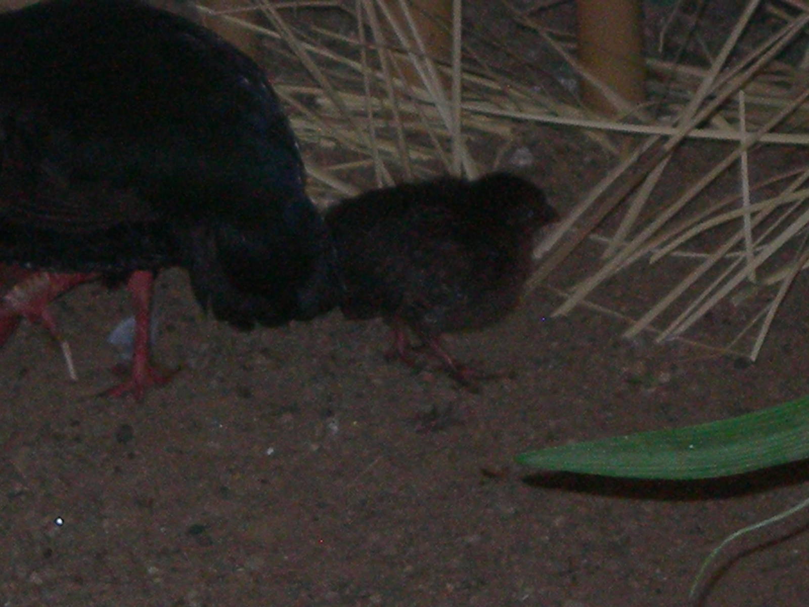 Baby Crested Wood Patridge