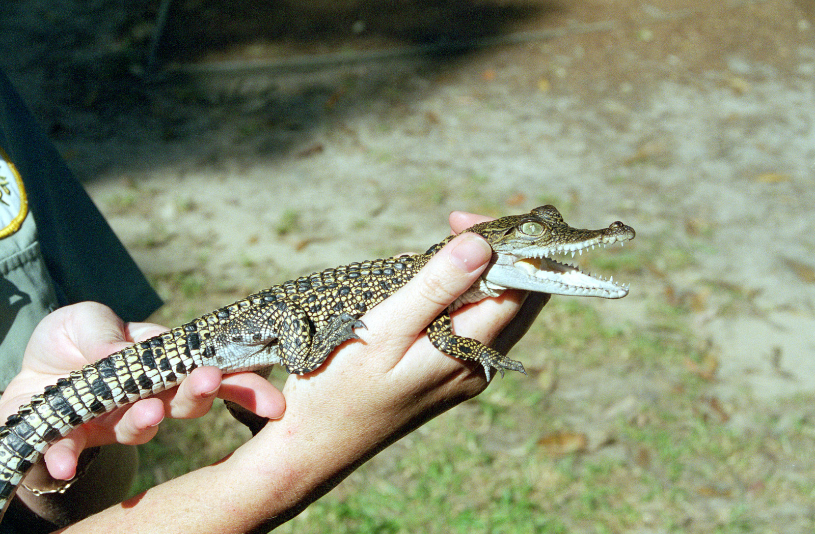 Baby crocodile - March 1999
