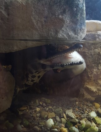 Baby crocodile with mouse (Aug 2020)