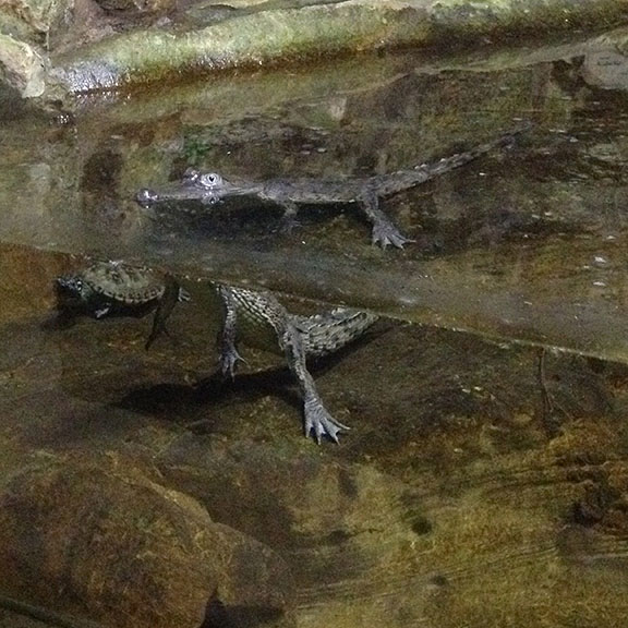 Baby Crocodrile