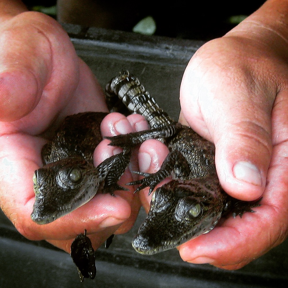Baby crocs