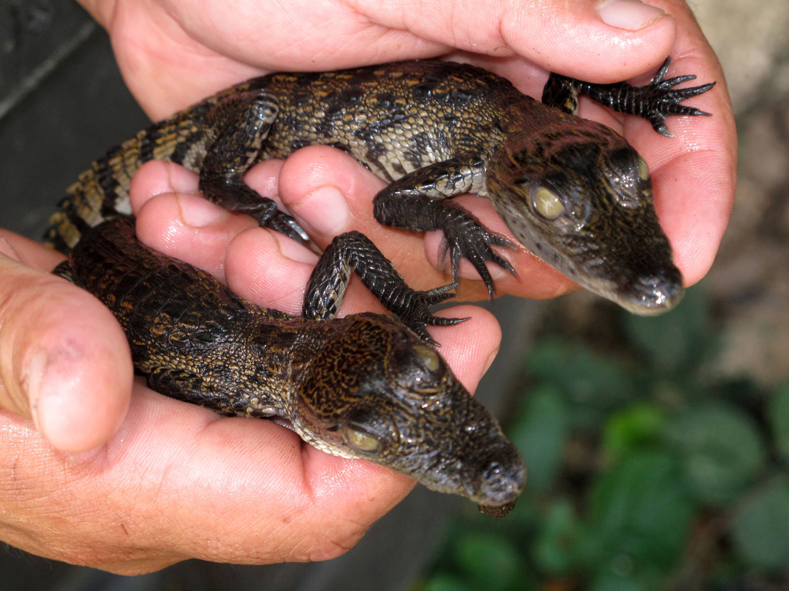 Baby Crocs
