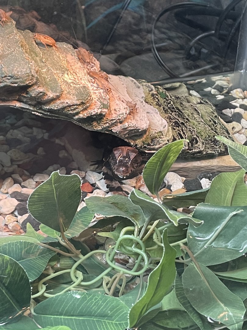 Baby Cuvier’s dwarf caimans