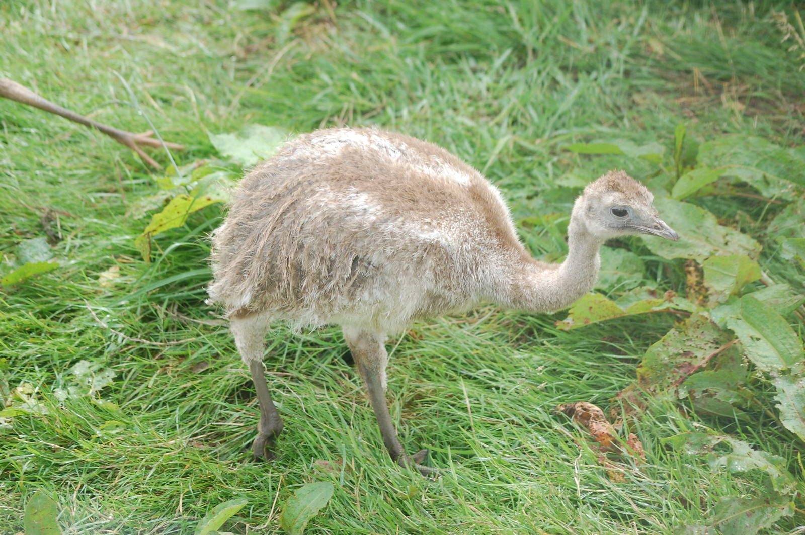Baby Darwins Rhea