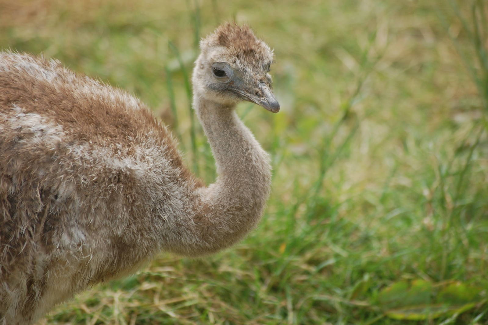 Baby Darwins Rhea