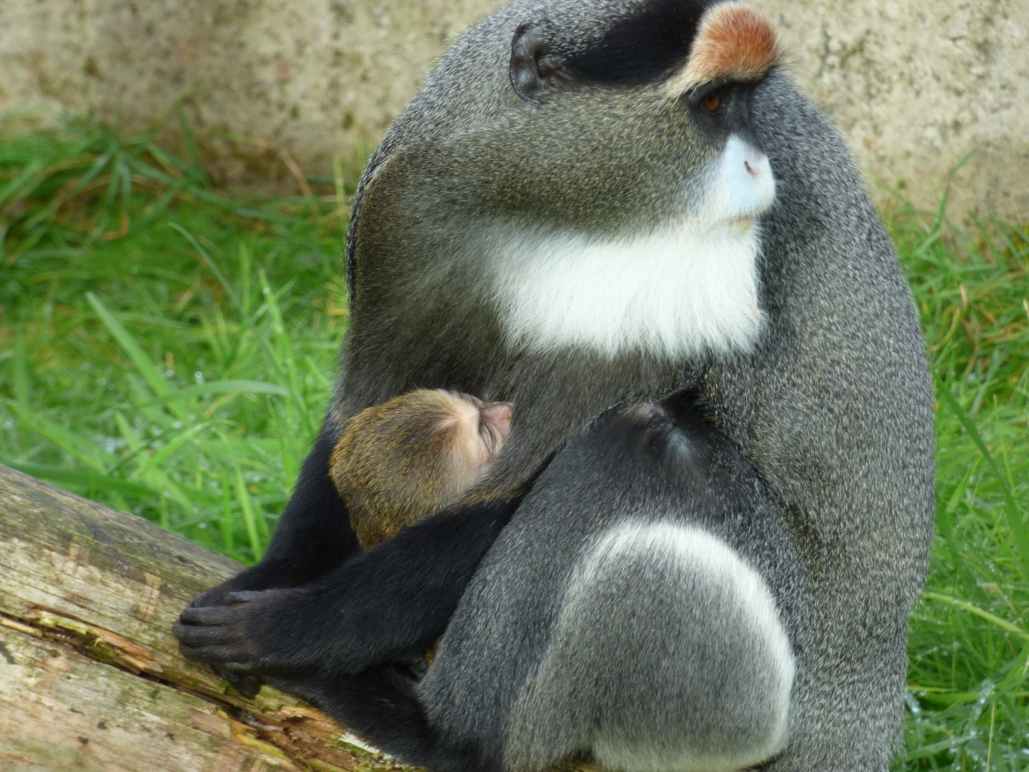 Baby De Brazza's Monkey