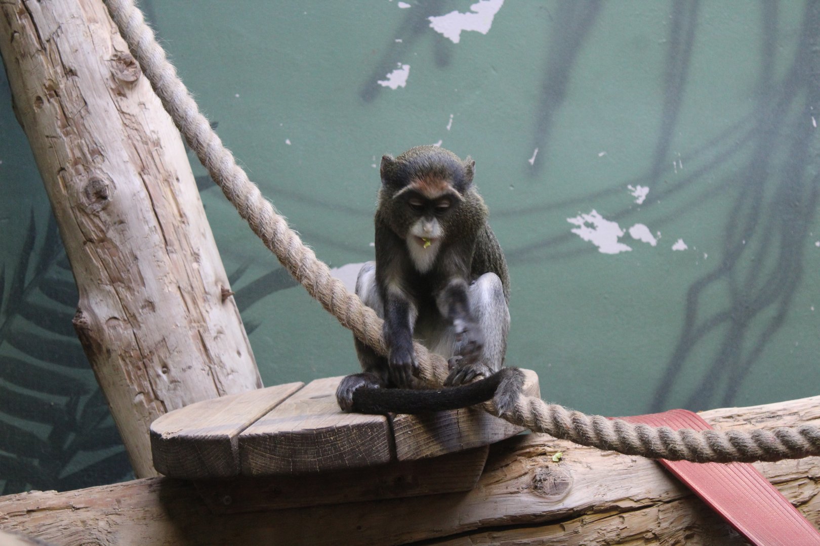 Baby De Brazza's Monkey