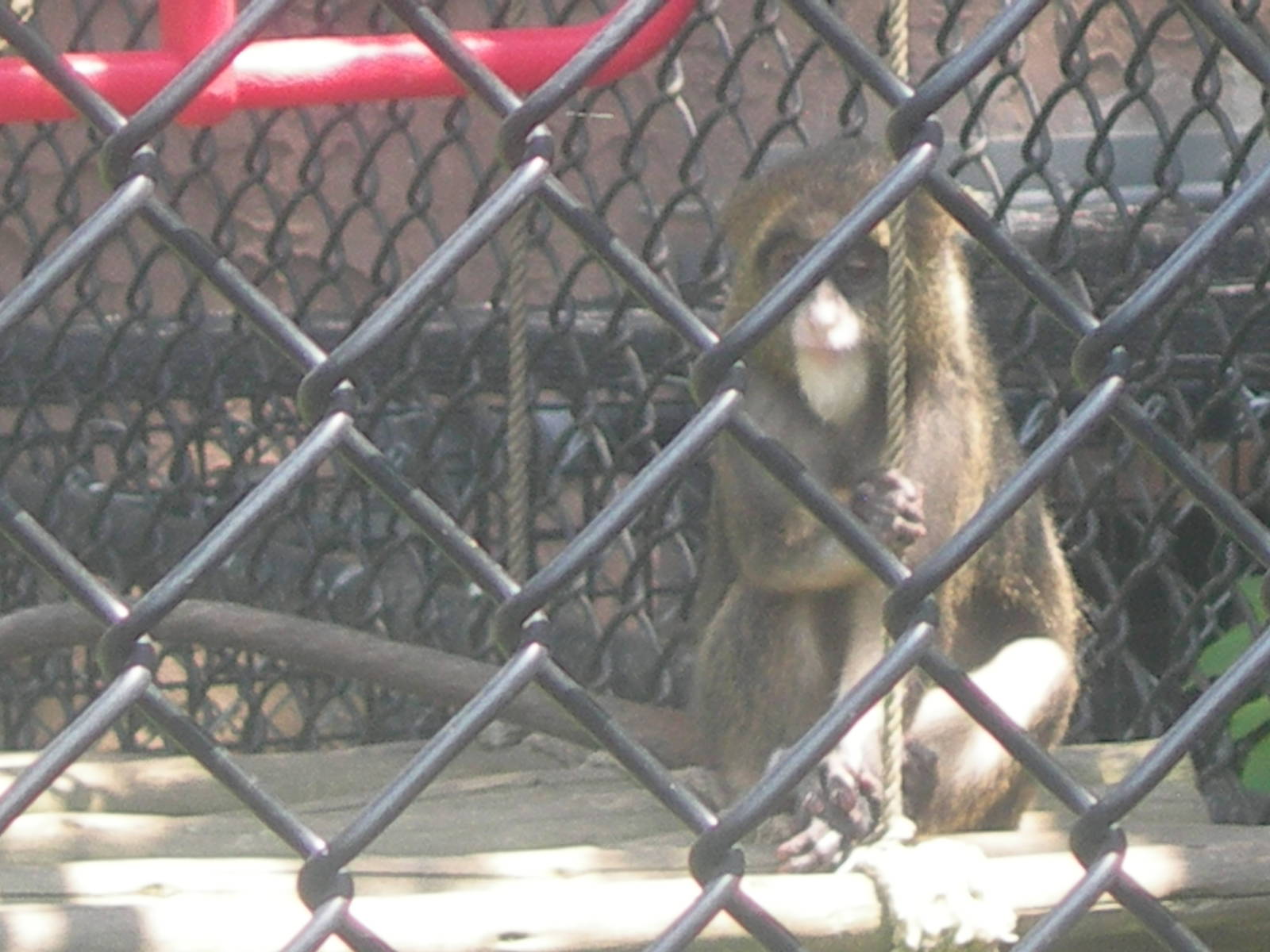 Baby DeBrazza's Monkey