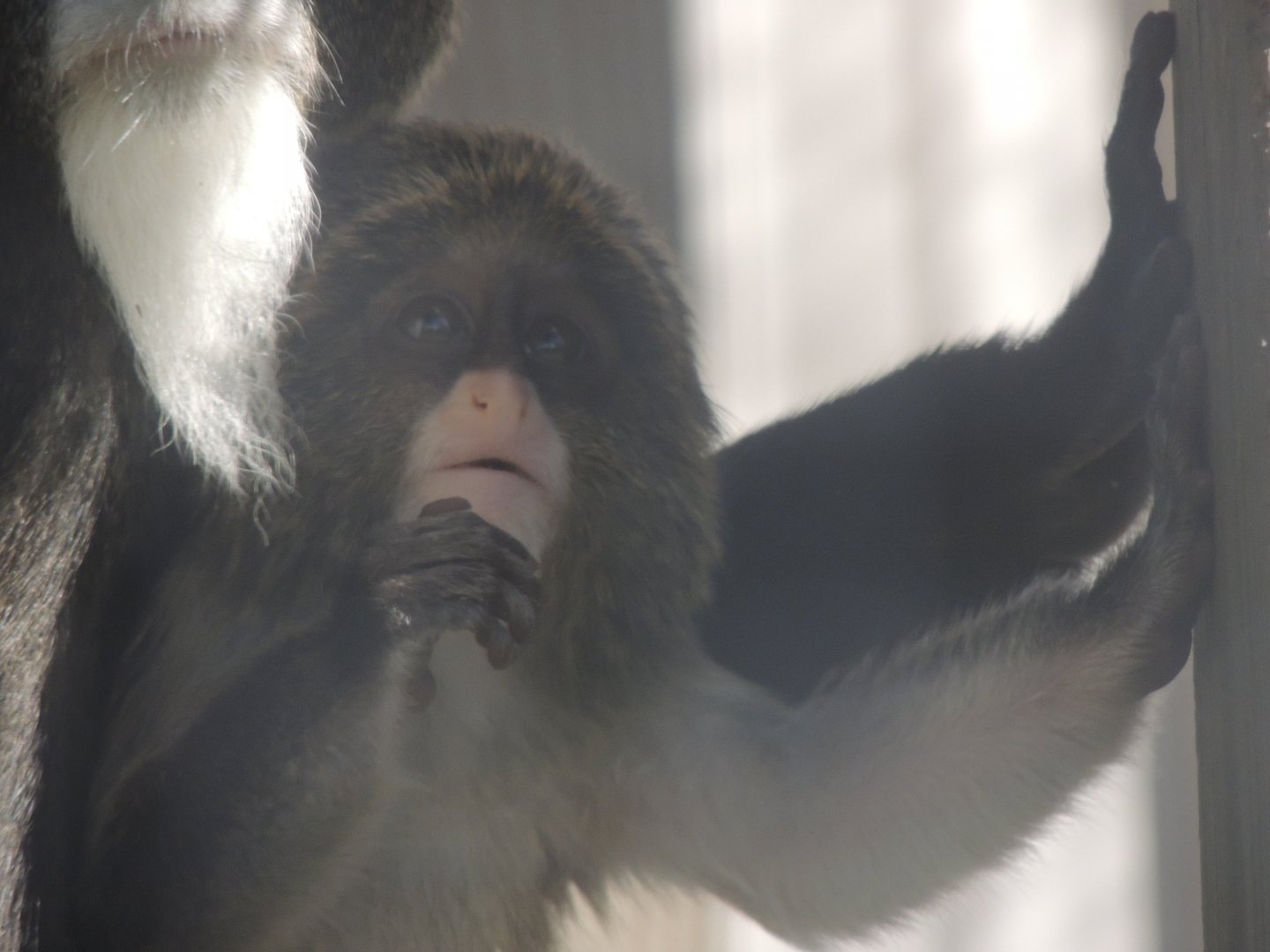 baby debrazzas monkey