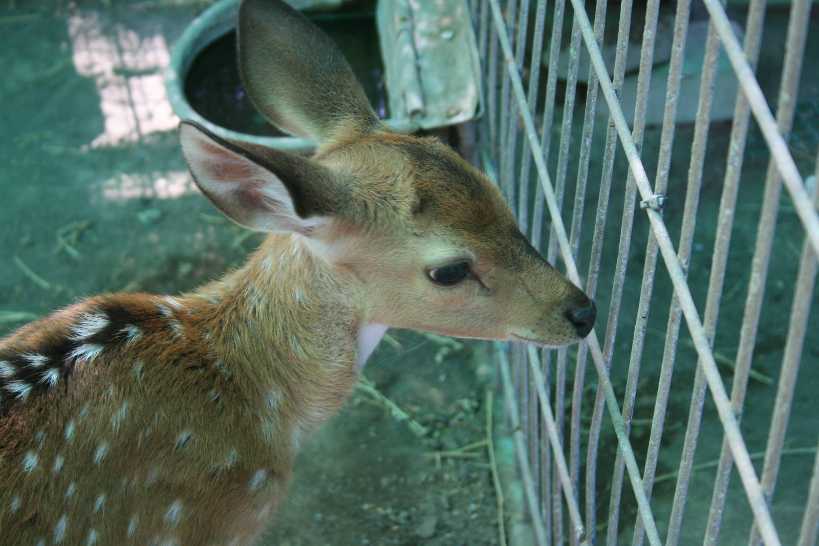 baby deer