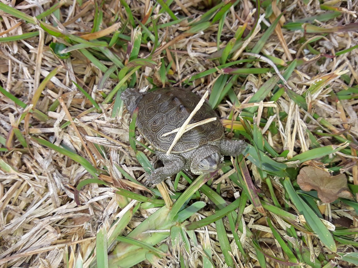 Baby Diamondback Terrapin
