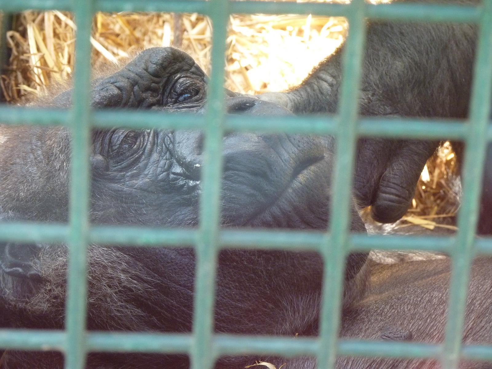 Baby Doll (?) the Gorilla