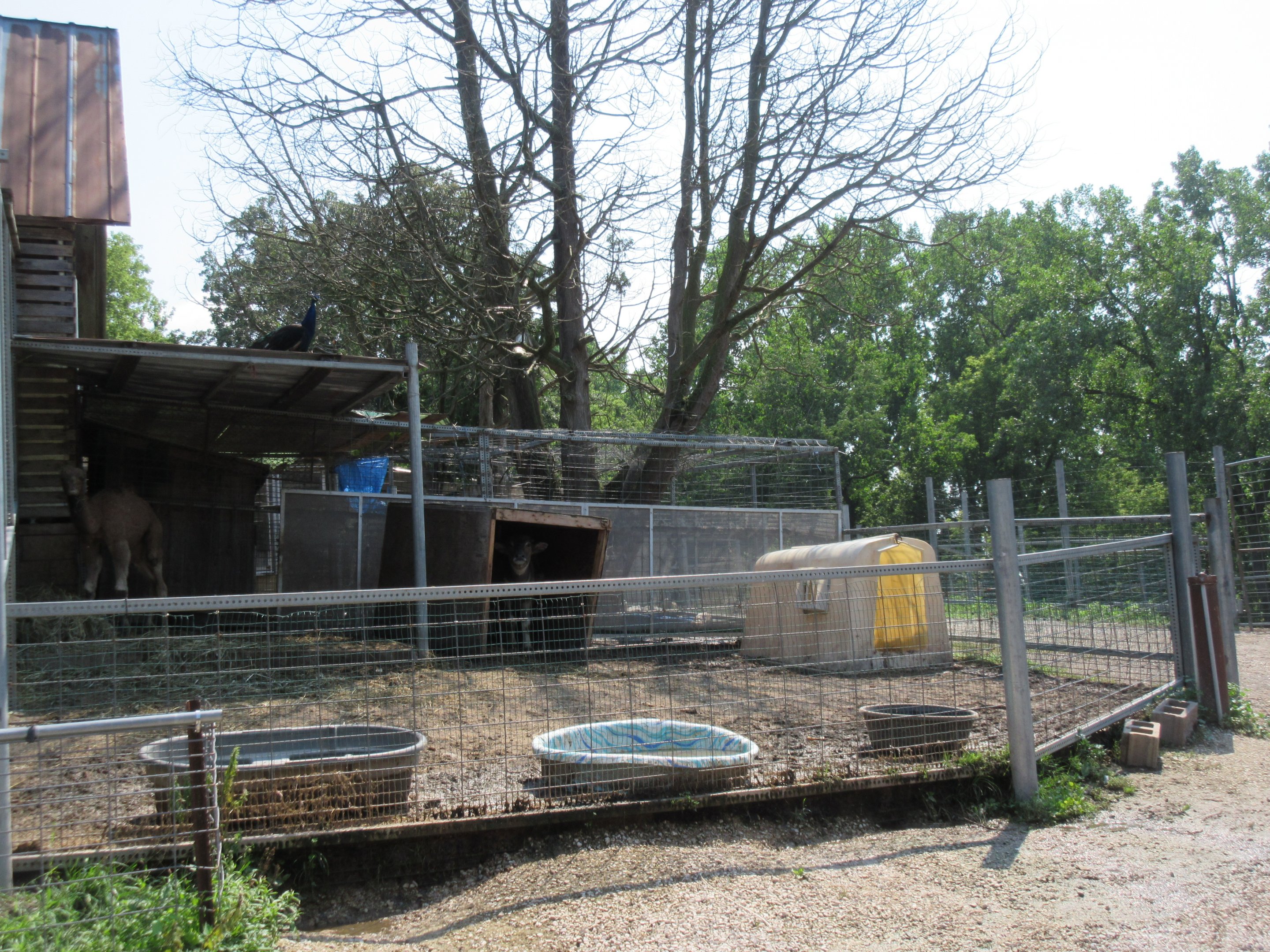 Baby Dromedary + Baby Asian Water Buffalo Exhibit