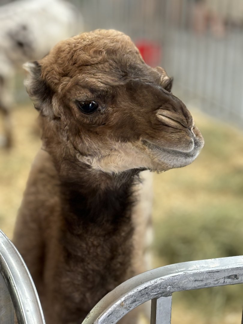 Baby Dromedary Camel