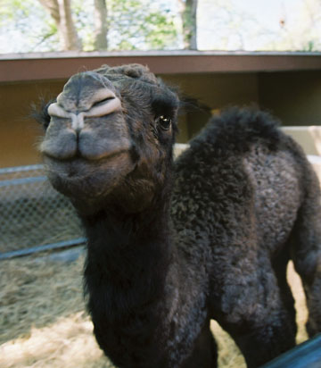 baby dromedary - dark morph