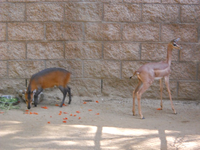 baby duiker and gerenuk October 2011