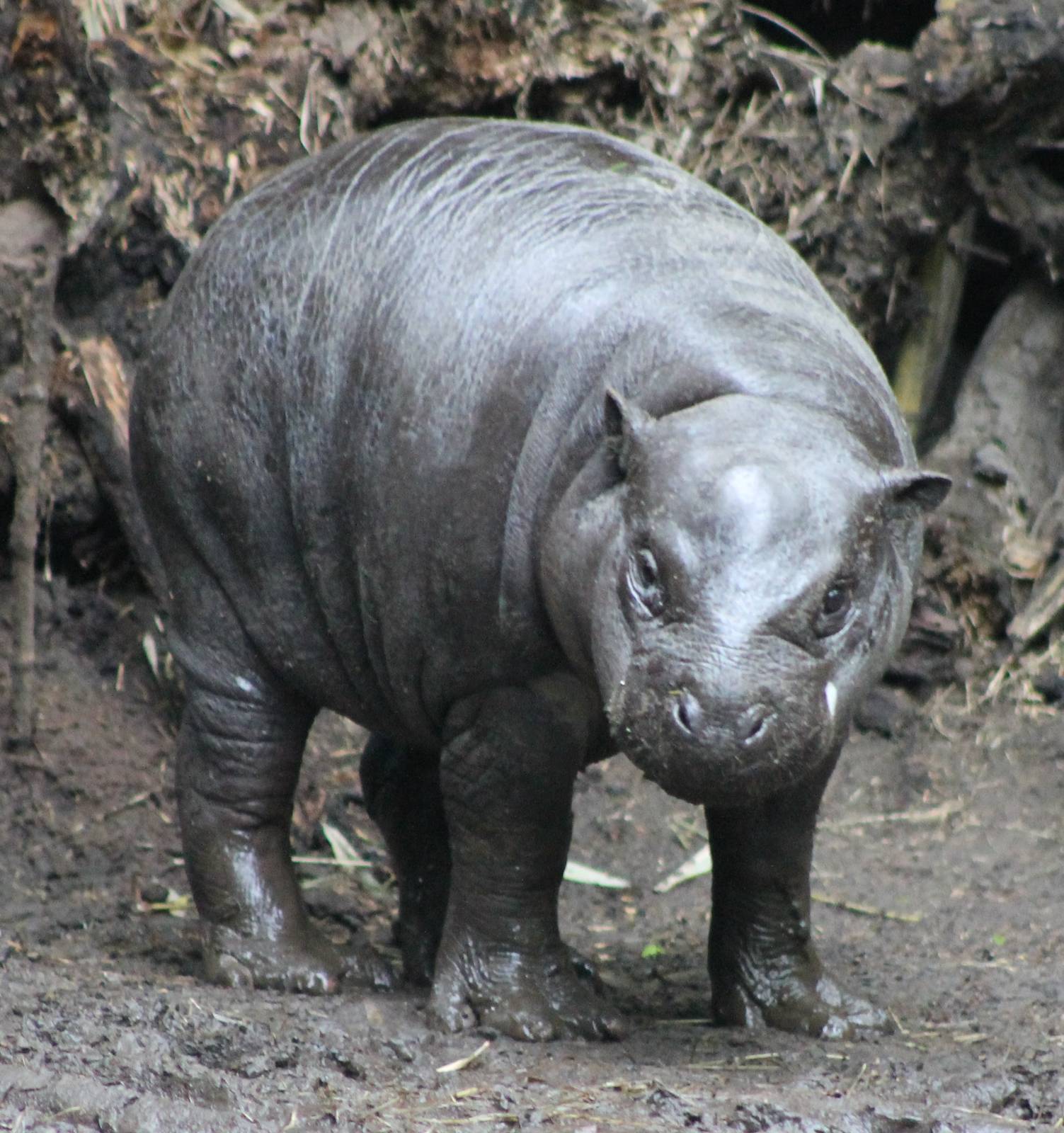 baby dwarf hippo