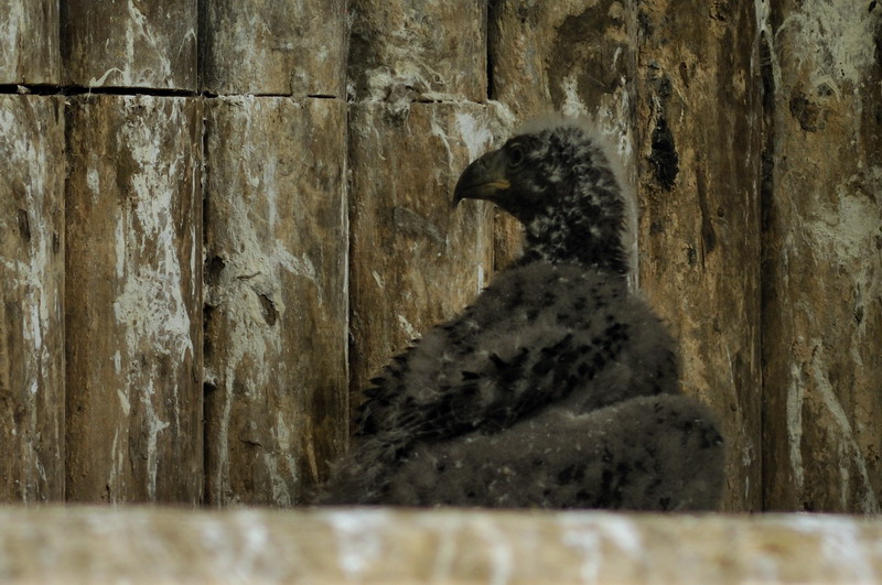 Baby eagle at Hannover