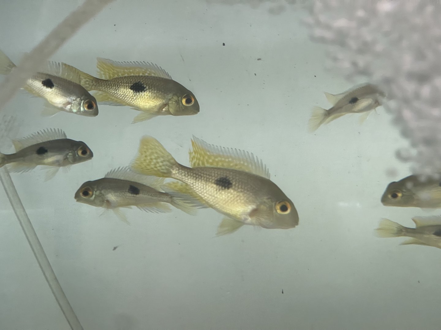 baby eartheater (geophagus sp.)