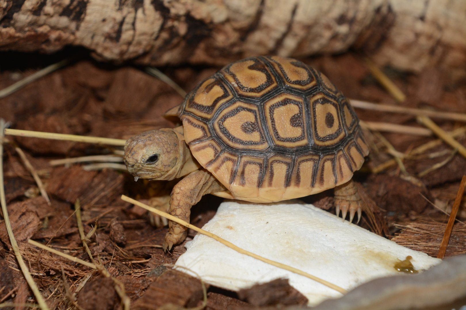 Baby East African leopard tortoise (Stigmochelys pardalis babcocki)