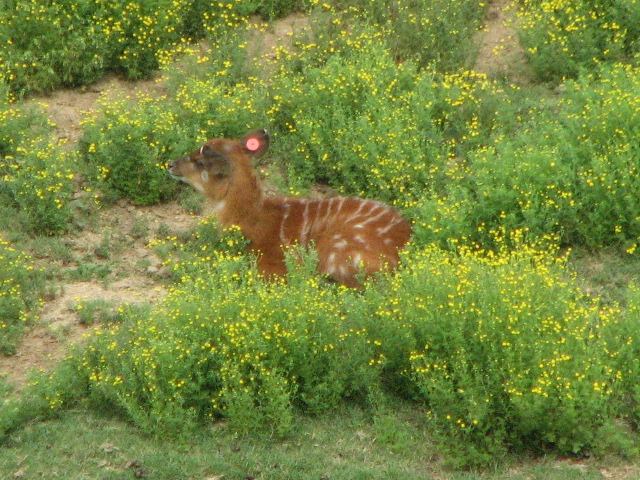 Baby East-African sititunga