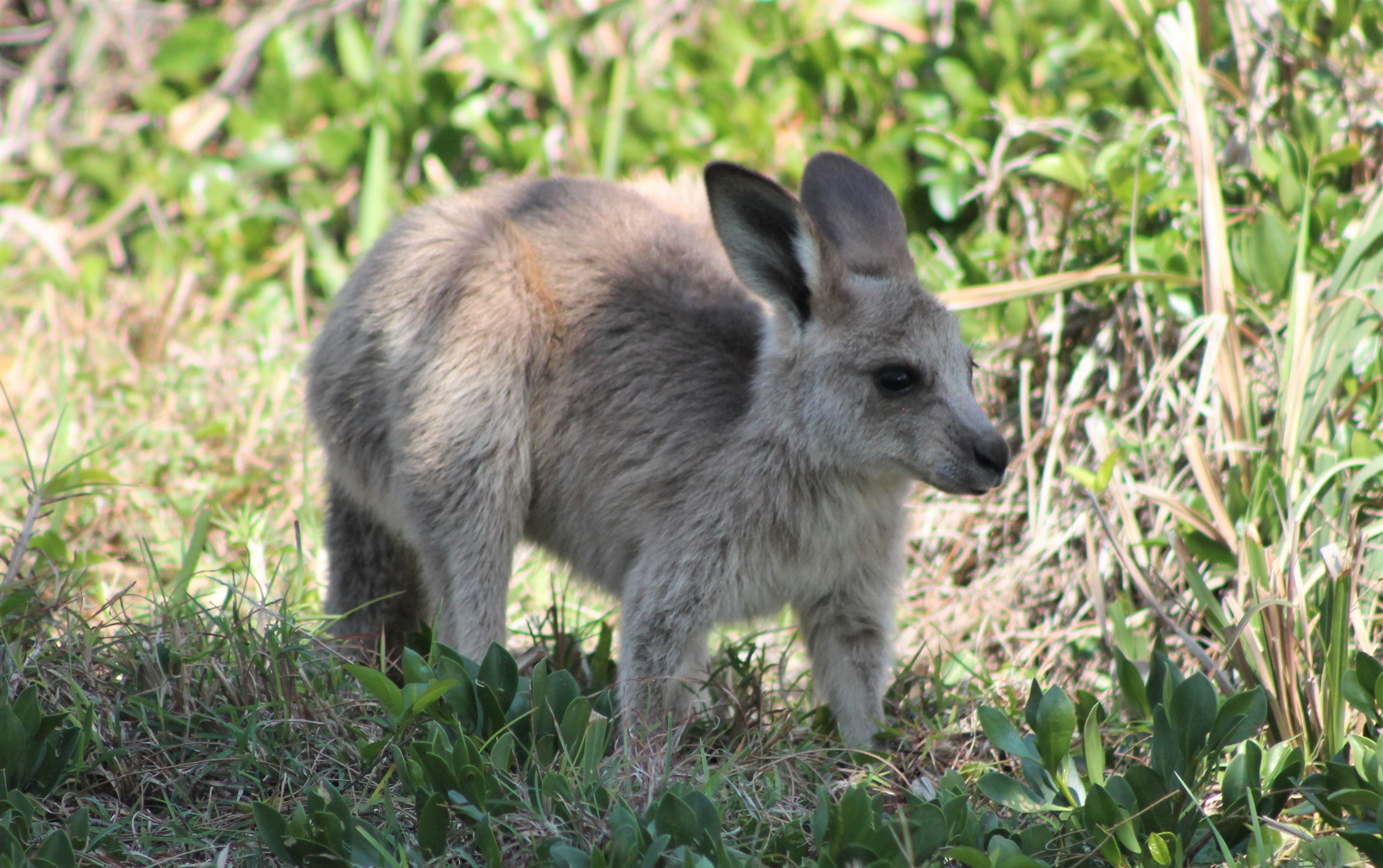 baby Eastern Grey Kangaroo (Macropus giganteus)