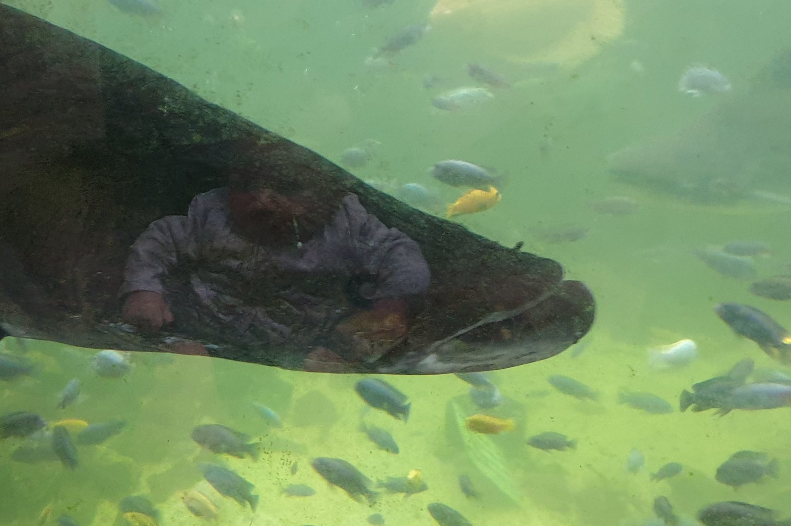 Baby eaten by Arapaima ?