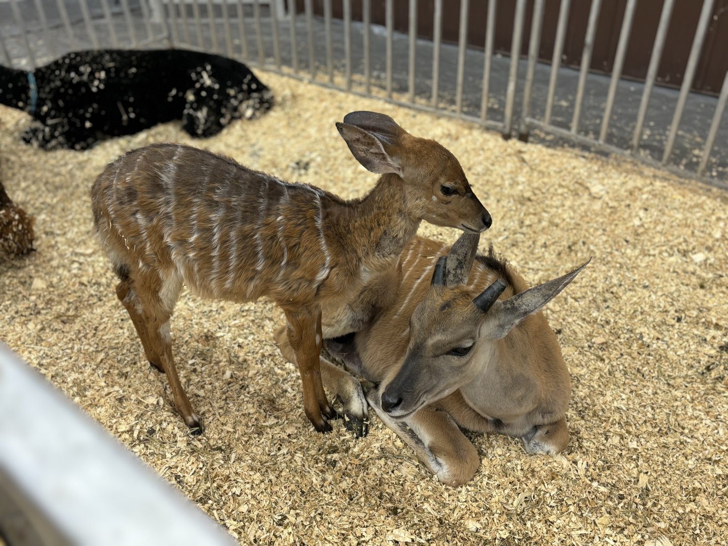 Baby Eland and Sitatunga
