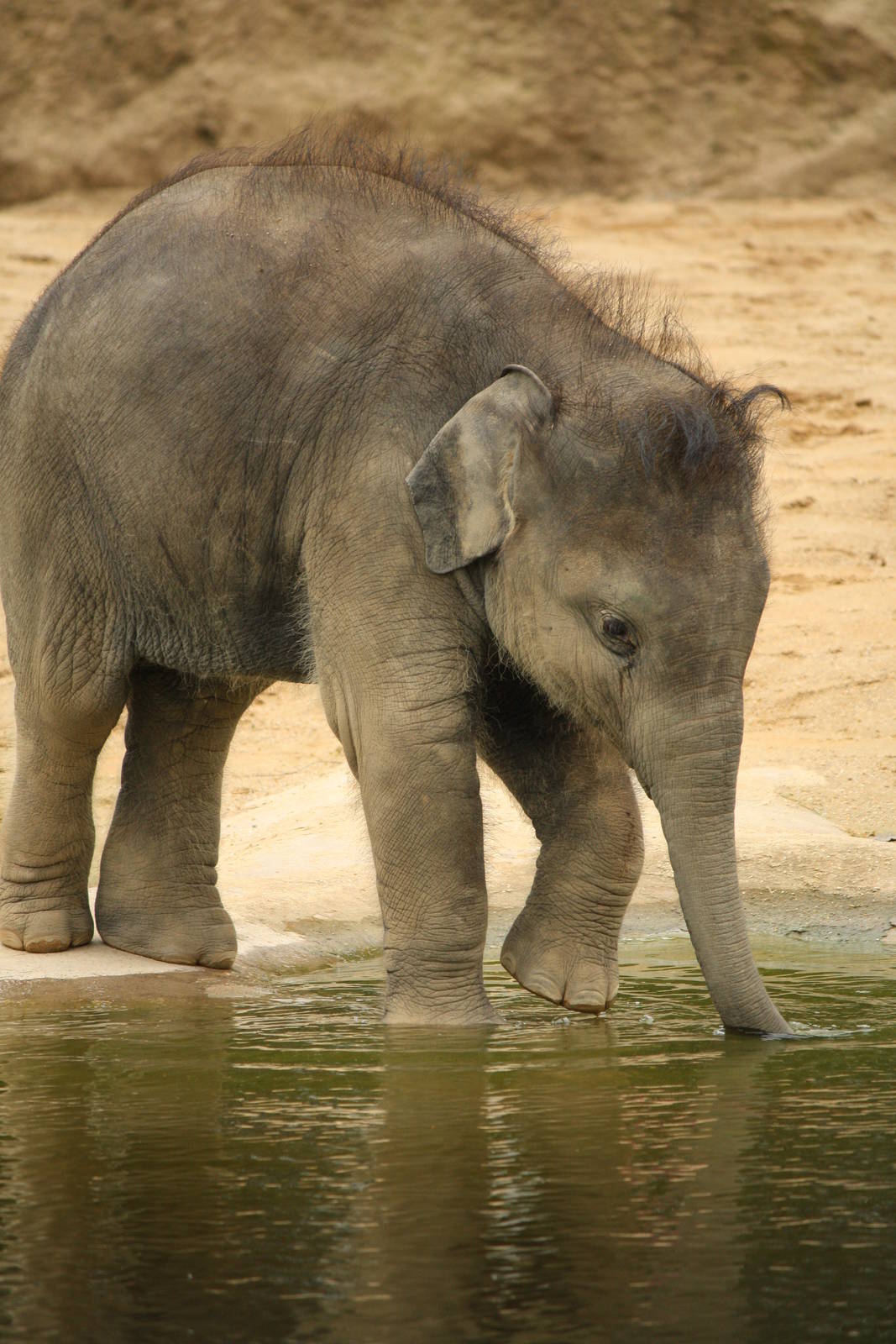 Baby elephant 24 August 2010