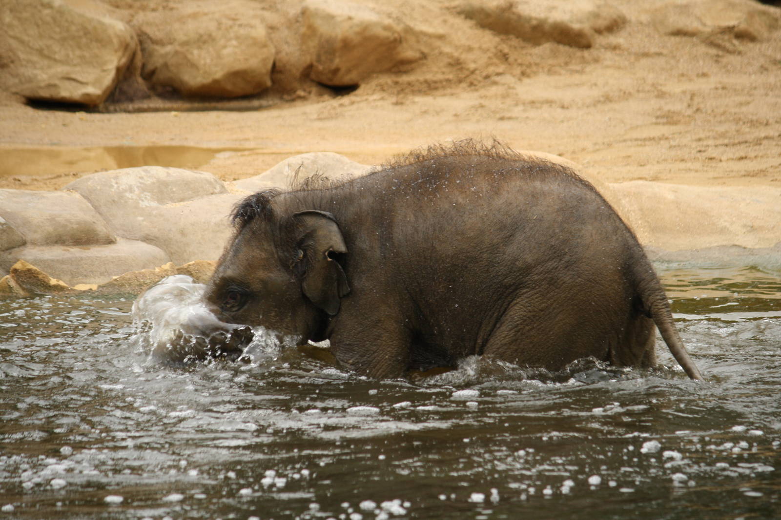 Baby elephant 24 August 2010