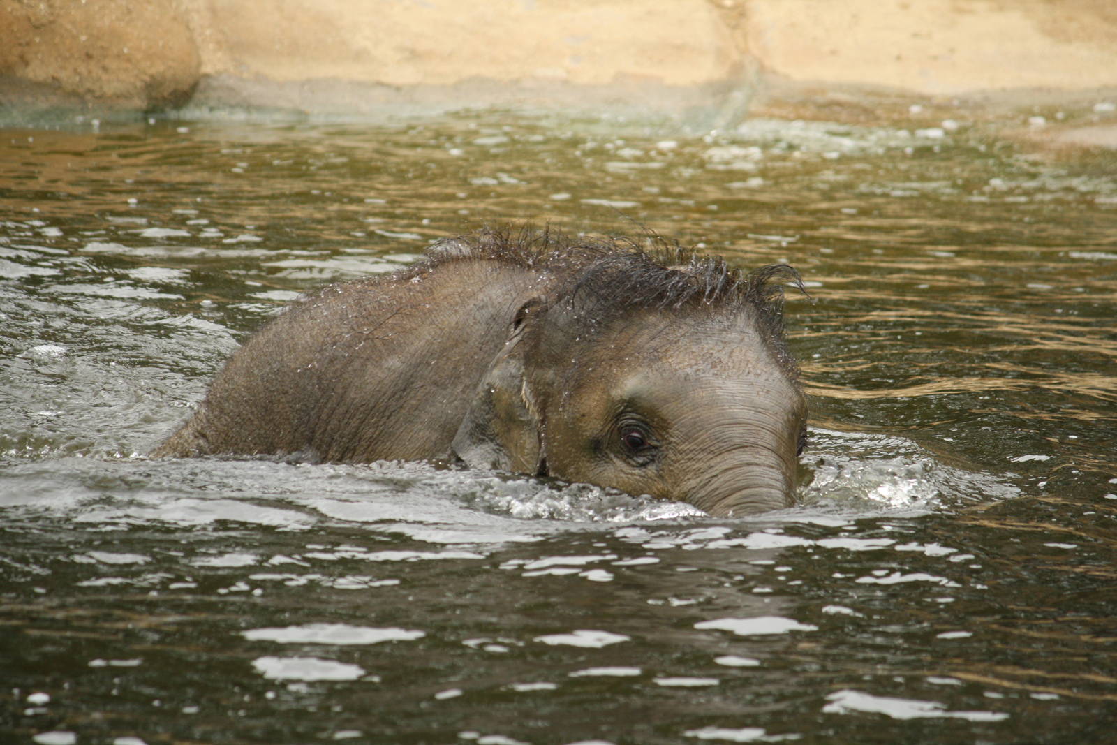 Baby elephant 24 August 2010