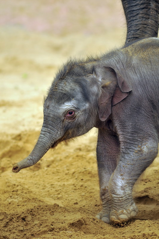 Baby elephant at Hannover