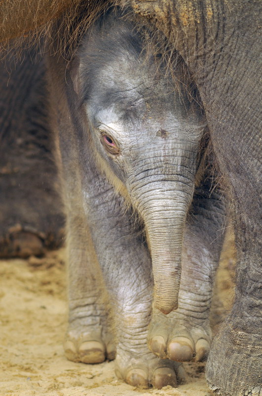 Baby elephant at Hannover
