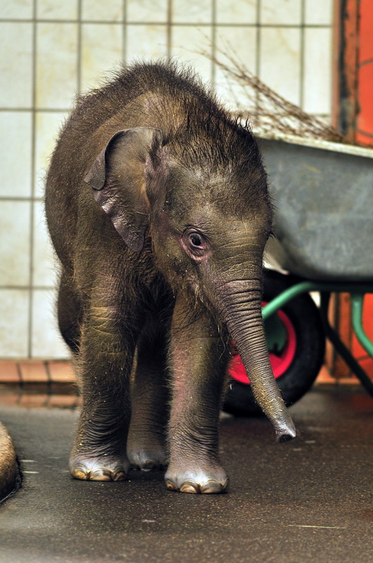 Baby elephant at munich