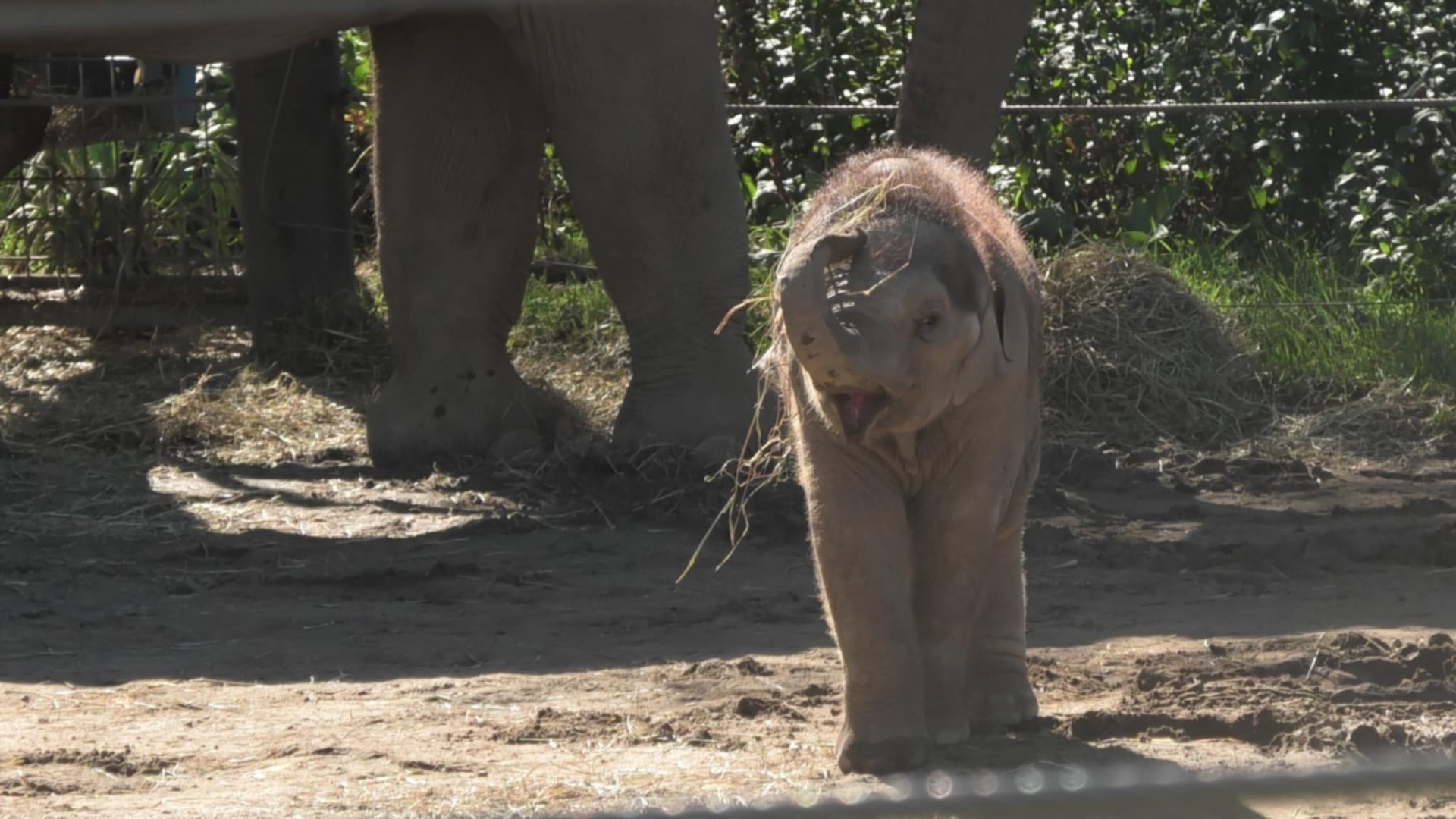 Baby elephant being silly