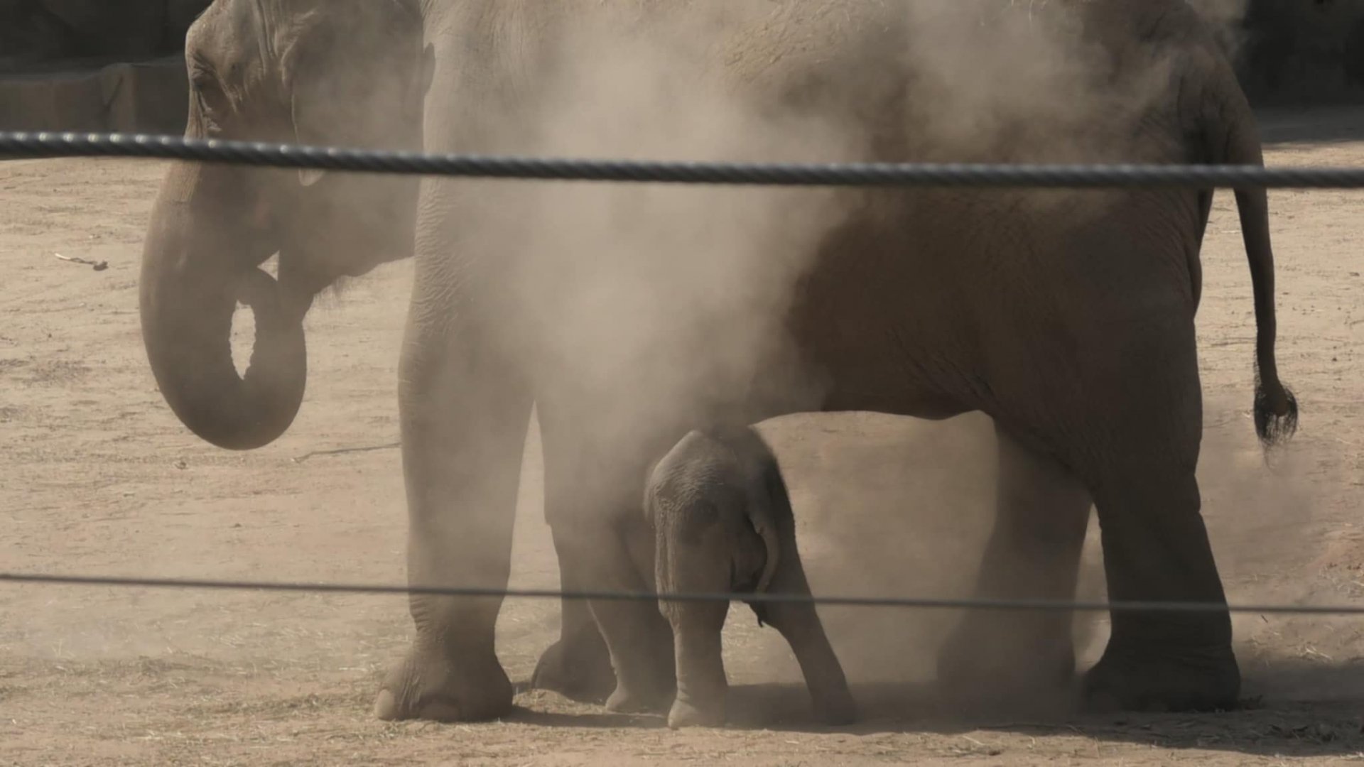 Baby elephant in the dust