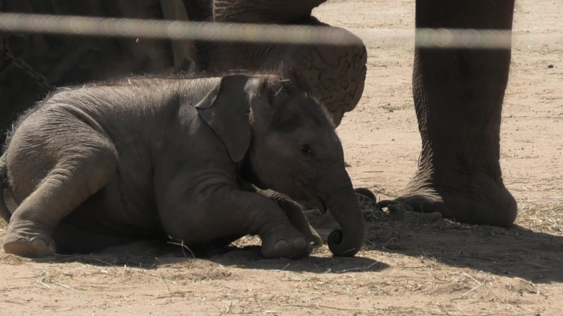 Baby elephant lays down