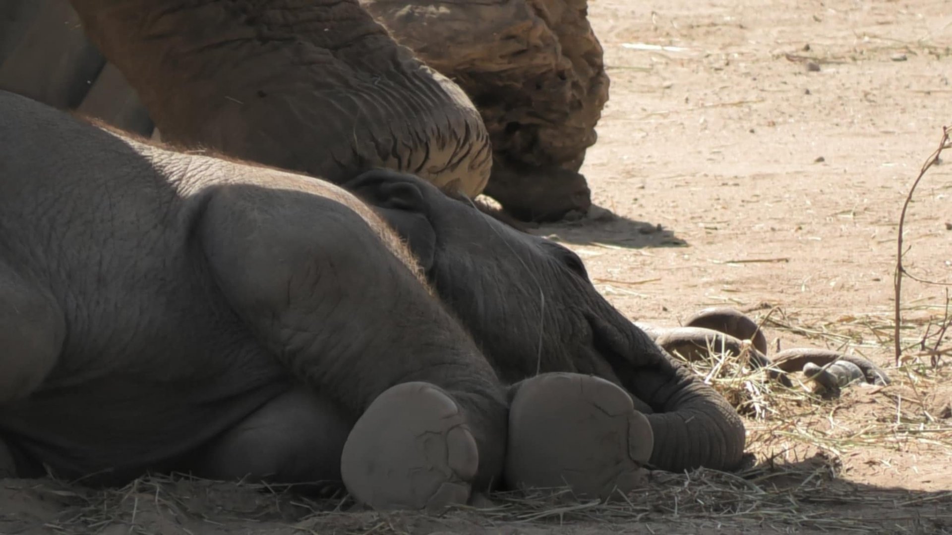 Baby elephant lays on the ground
