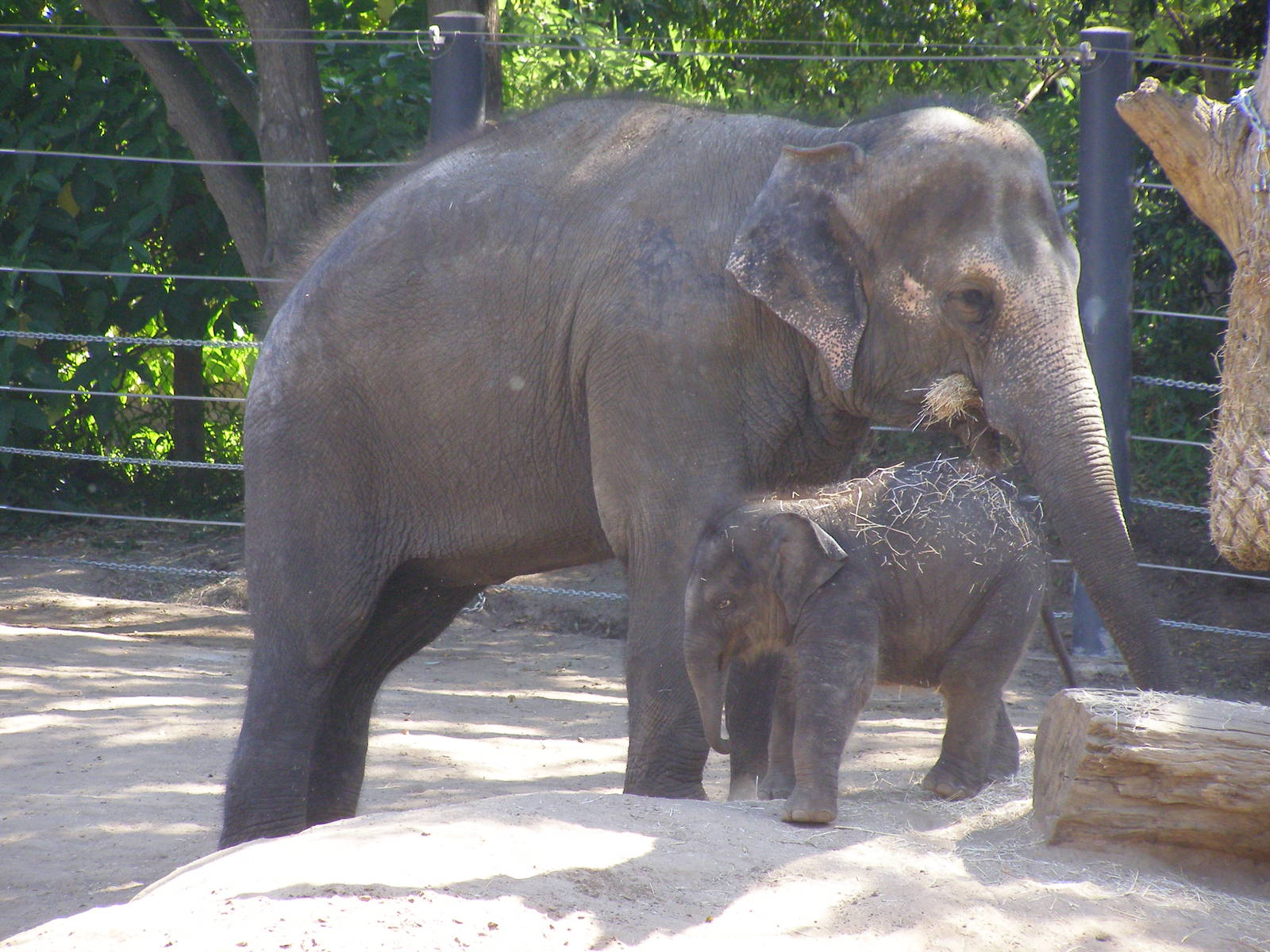 Baby Elephant - Mali