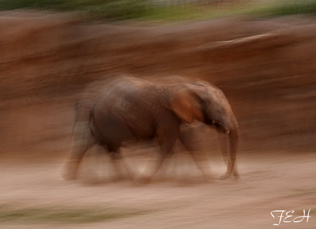 baby elephant on the move