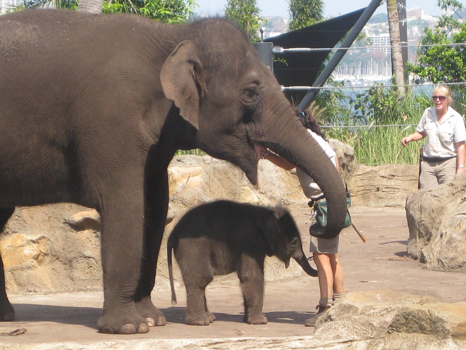 Baby elephant, Pathi Harn, with it's mother Porntip.