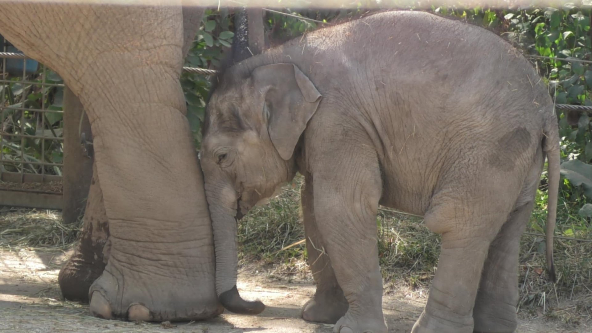 Baby elephant placing her head on mom's leg