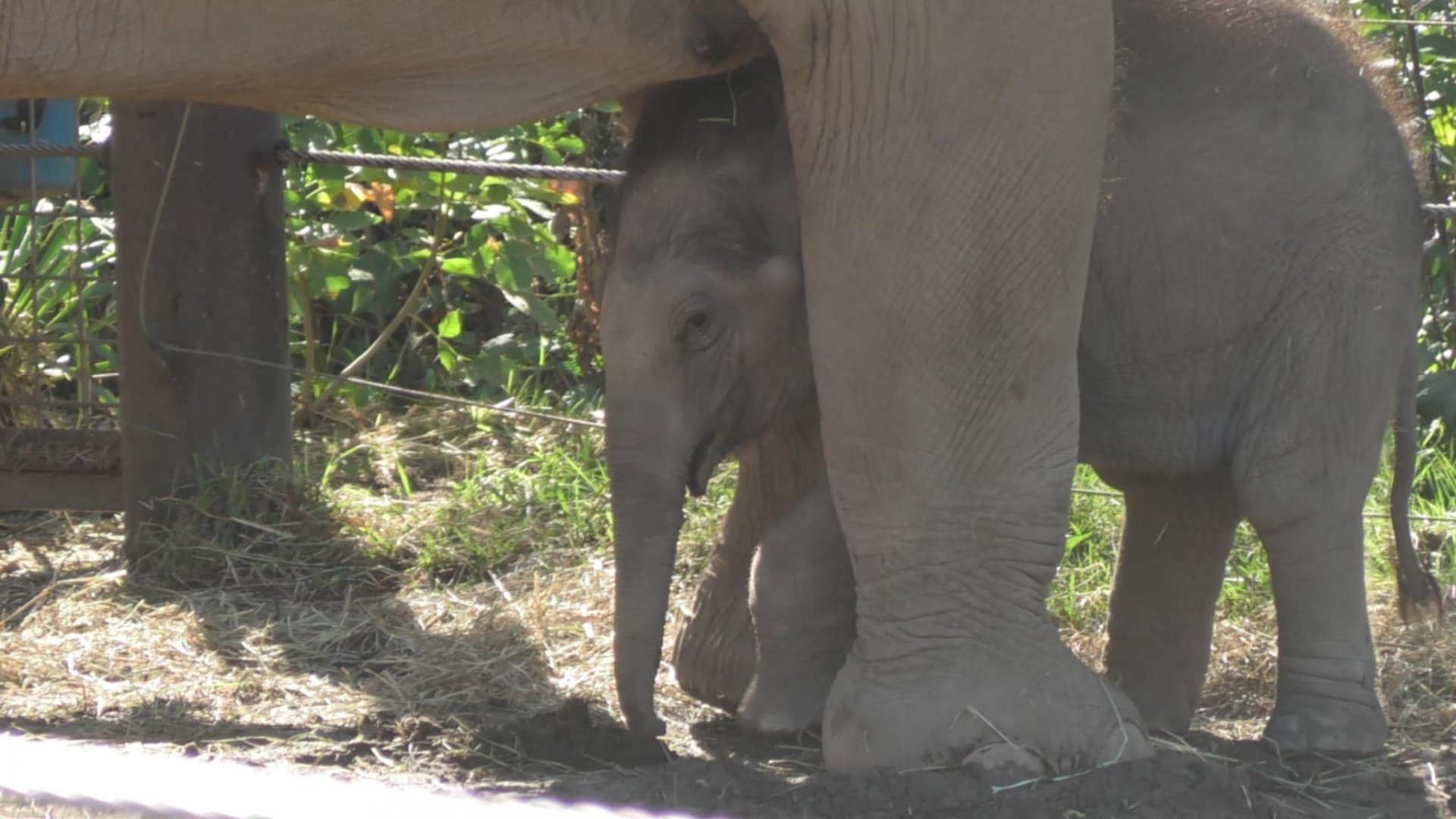 Baby elephant under mom's leg