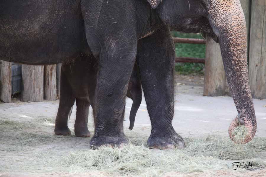 baby elephant with mom