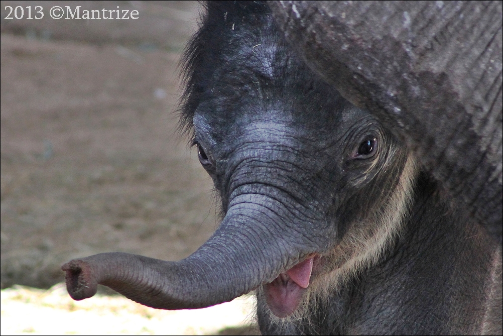 Baby elephant
