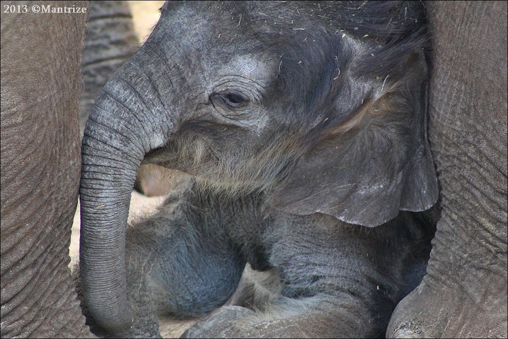 Baby elephant